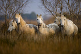 White Horses of the Camargue, Provence, France! MS-9269 Horse Wall Art