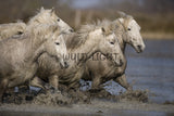 White Horses of the Camargue, Provence, France! MS-9248 Horse Wall Art