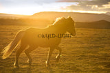 Southern Iceland Horse Enjoying A Sunny Day! 22208 Horse Wall Art