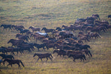 A Herd of Horses Marching in Inner Mongolia, Northern China! 38445