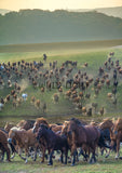 Large Group of Horses on a March In Northern China! 38460 Horse Art