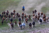 A Herd of Horses on the Run in Inner Mongolia, Northern China! 38403