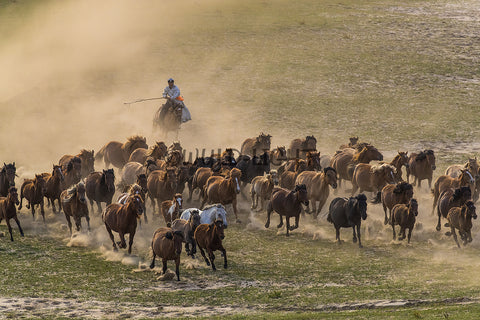 A Herdsman Herding Horses in Inner Mongolia, Northern China! 38411