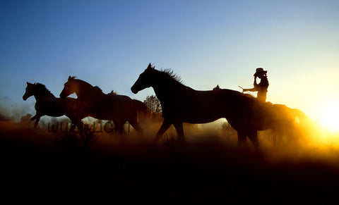 Cowgirl Rounding Up Horses after A Long Day in Bend, Oregon 22893
