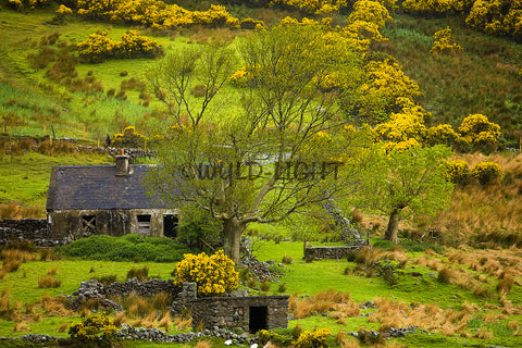 A Farmhouse Adbandoned in the Middle of Western Ireland! MS-8163