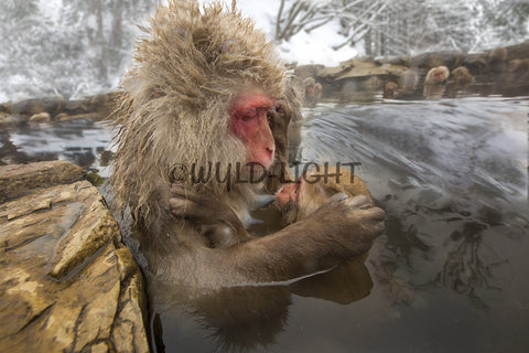 Japanese Macaques Snow Monkeys, Jigokudani Monkey Park, Japan! 30580