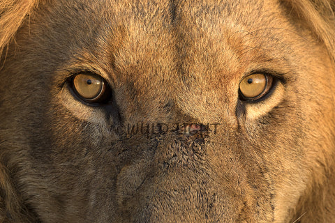 Lion Portrait Face To Face, Sabi Sabi,South Africa ! 31945 Lion Art
