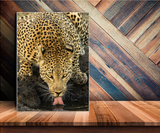 A Beautiful Leopard Drinking from a Waterhole in South Africa 31800