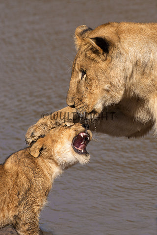 Mother Lion and Cubs, Botswana, South Africa! 27635 Lion Wall Art