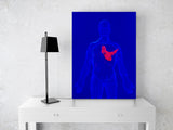 Colorful Image Showing the Position of the Heart in the Body! MS-2919
