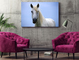 White Horse of the Camargue, Provence, France! MS-7723 Horse Wall Art