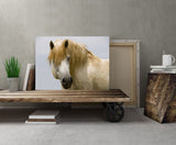 White Horses of the Camargue, Provence, France! MS-7724 Horse Wall Art