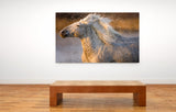 White Horses of the Camargue, Provence, France! MS-9265 Horse Wall Art