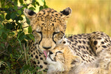 Cheetah Mother and Cub, Masai Mara National Park, Kenya! 15182