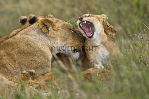 Mother Lion and Cubs, Botswana, South Africa! 27630 Lion Wall Art