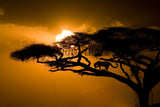 Leopard in an Acacia Tree at Sunset, Kenya 10945