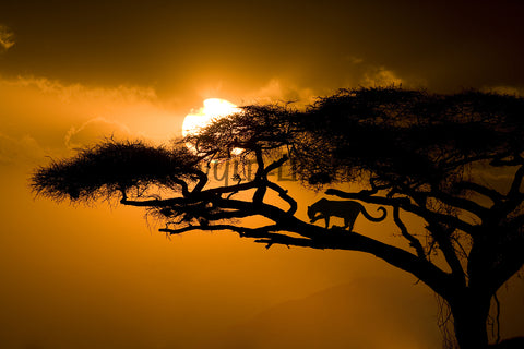 Leopard in an Acacia Tree at Sunset, Kenya 10945