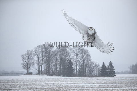 Snowy Owl, Southern Ontario, Canada 39320