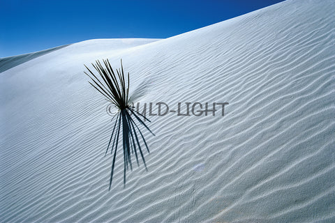 Yucca Plant in White Sands National Park, New Mexico! MS-604