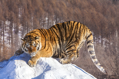 Playful Tiger Having Fun in Snow in Northeast China 25482 Tiger Art