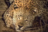Leopard Sleeping At Night, Kruger National Park, South Africa! 31888