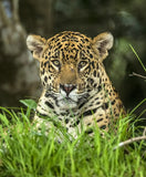 Jaguar in the Wild, the Pantanal Region of Brazil! 30014V Jaguar Art