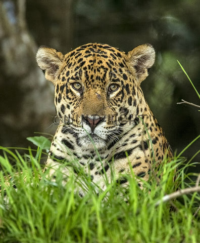 Jaguar in the Wild, the Pantanal Region of Brazil! 30014V Jaguar Art