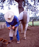 Cowboy Shoeing a Horse in Central California! MS-5906 Horse Wall Art