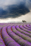 Lavender Fields and Approaching Storm, Provence, France! FO-4901