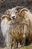 Southern Iceland Ram in the Meadow! 22294 Ram Wall Art Home Decor Art