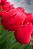 Red Tulips Close Up! 16031 Flower Wall Art Floral Photography