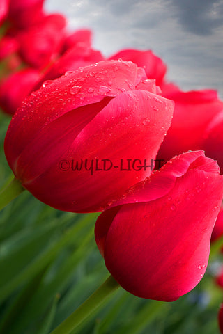 Red Tulips Close Up! 16031 Flower Wall Art Floral Photography