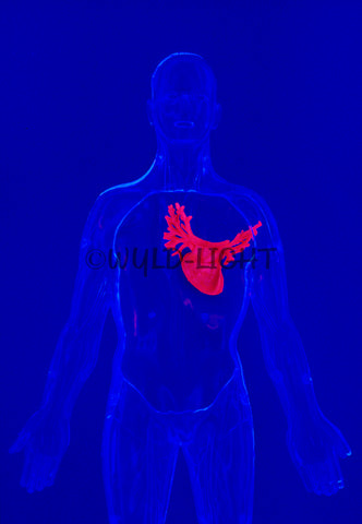 Colorful Image Showing the Position of the Heart in the Body! MS-2919