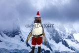 A Santa Penguin in Antarctica 19118