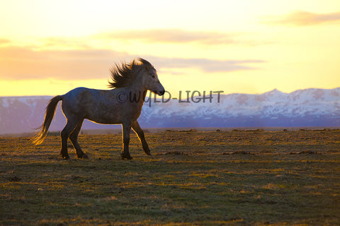 A Horse Enjoying the Meadow in Inner Mongolia, Northern China! 22222