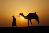 Camel at Sunset, Thar Desert, Jaiselmer, Rajasthan, India! 21601