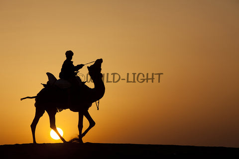 Camel at Sunset, Thar Desert, Jaiselmer, Rajasthan, India! 21603