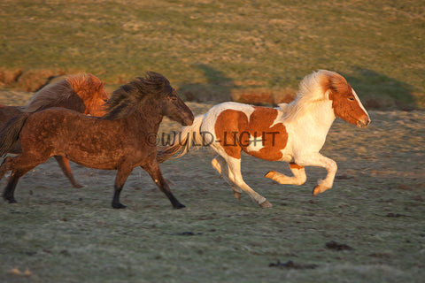 Southern Iceland Horses Running In The Meadow! 22246 Horse Wall Art