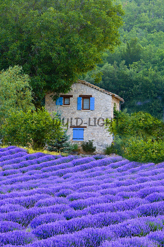 Farm House and Lavender, Provence, France! 15252 Flower Wall Art
