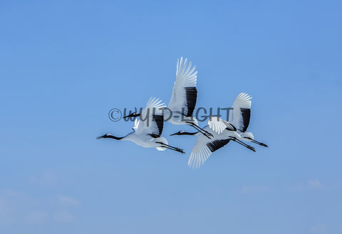Japanese Cranes in Flight near Kushiro, Hokkaido Island, Japan! 30767