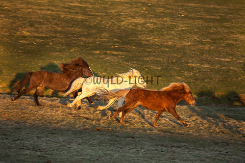 Southern Iceland Horses Running In The Meadow! 22878 Horse Wall Art