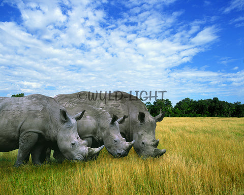 A Crash of Rhinos in Kenya