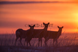 Sika Deer at Sunrise, Nemuro, Hokkaido Island, Japan! 30587 Deer Art