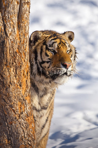 Siberian Tiger Hiding Behind a Tree In Northeast China 25493 Tiger Art