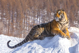 A Siberian Tiger On Snow in Northeast China! 25484 Tiger Wall Art