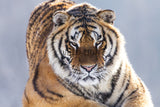 A Serious Tiger Giving A Sharp Look in Northeast China! 25533