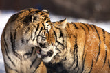 Siberian Tigers Cuddling Near Hailin Northeast China! 25476 Tiger Art