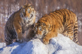 Siberian Tigers Enjoying the Snow in Northeast China! 39717