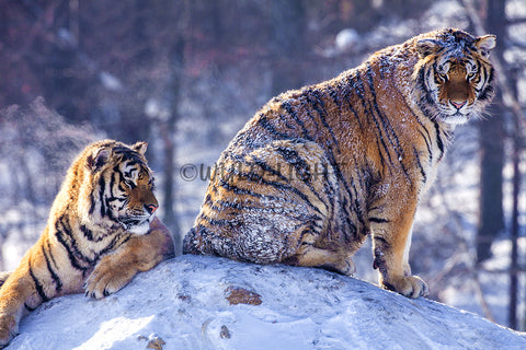 Siberian Tigers Enjoying the Snow in Northeast China! 25491 Tiger Art