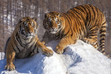 Siberian Tigers Enjoying the Snow in Northeast China! 25486 Tiger Art